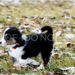 Meet your Posher, Dyana